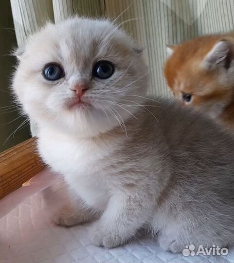 Котята из питомника