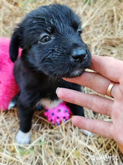 Собака щенок в добрые руки бесплатно