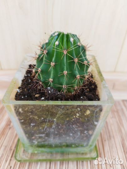 Комнатные цветы маленькие