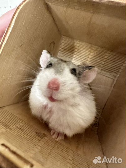 Хомяки с клеткой даром