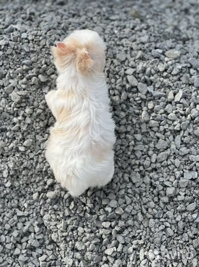 Цветной Йорк