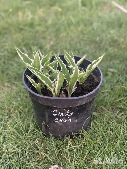 Хосты сортовые