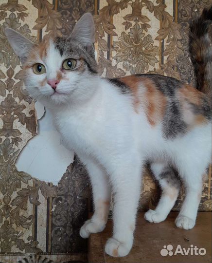 Кошка