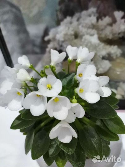 Мини фиалки