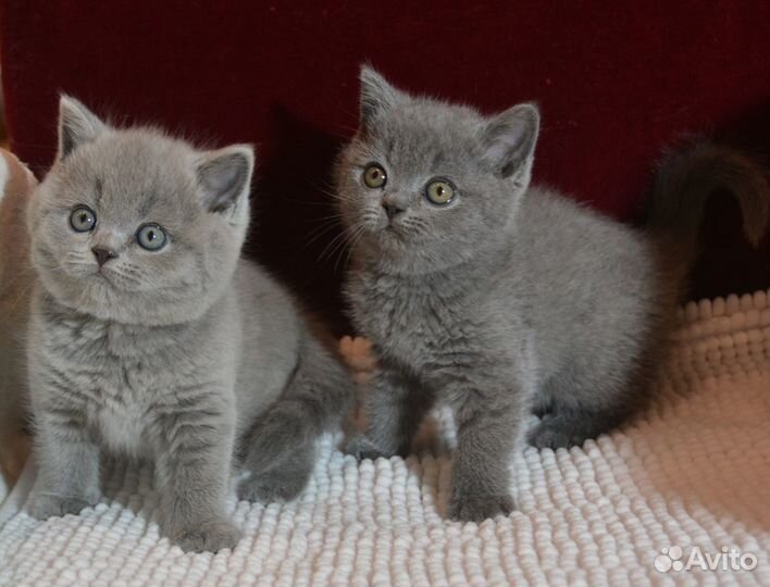 Британские классические