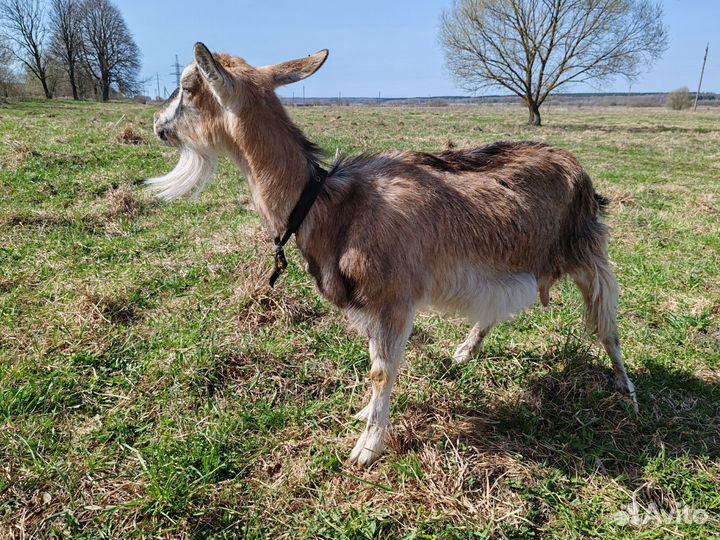 Коза дойная с козлятами
