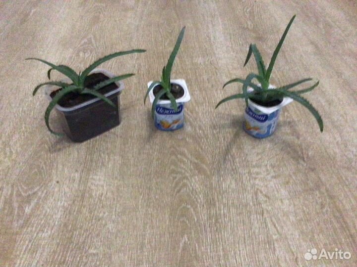 Алоэ древовидное(столетник) лечебное