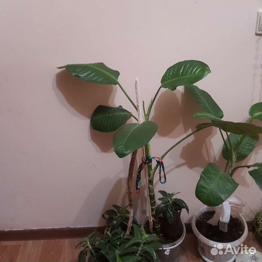 Диффенбахия