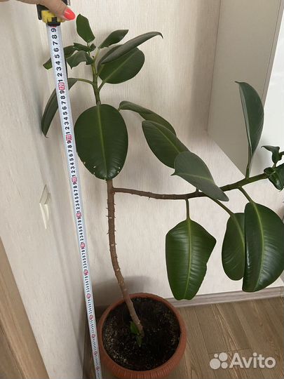 Фикус каучуконосный большой