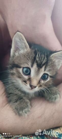 Кошки в добрые руки бесплатно