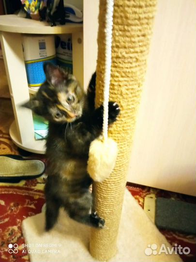 Британские котята