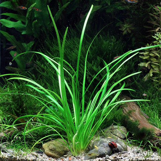Аквариумные растения