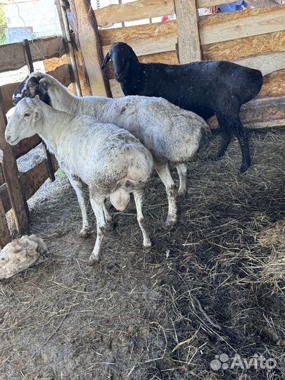 Овцы бараны ягнята гисар