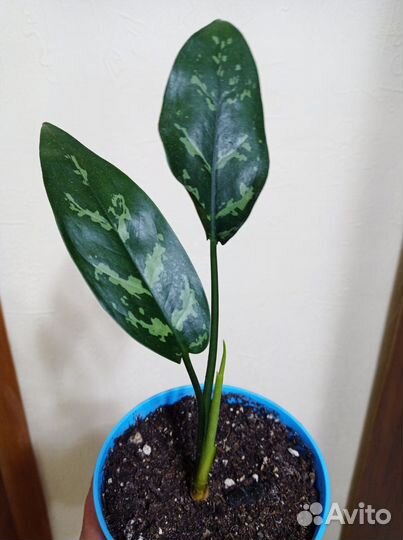 Аглаонема Мария