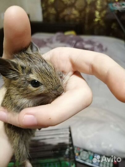 Бельчата дегу с взрослым самцом