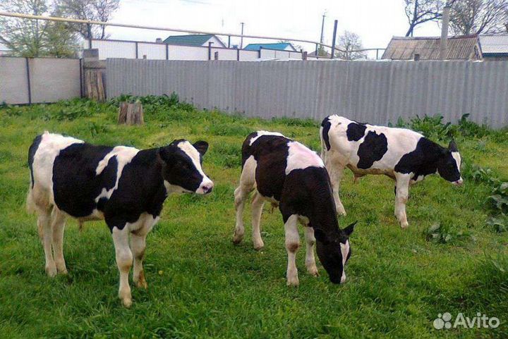 Телята бычки