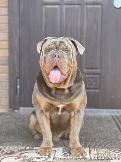 Староанглийский бульдог Вязка