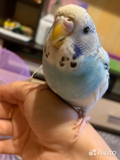 Волнистый попугай с клеткой