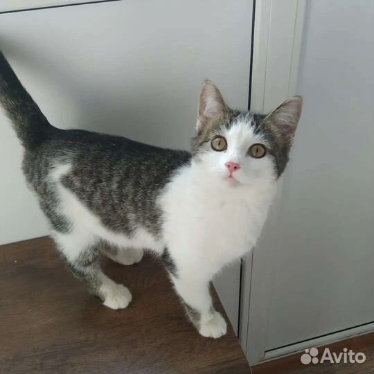 Этим животным нужен дом