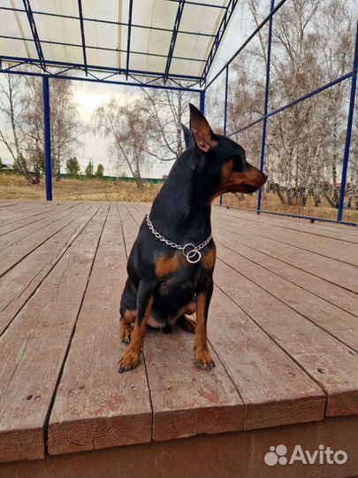 Щенки цвергпинчера