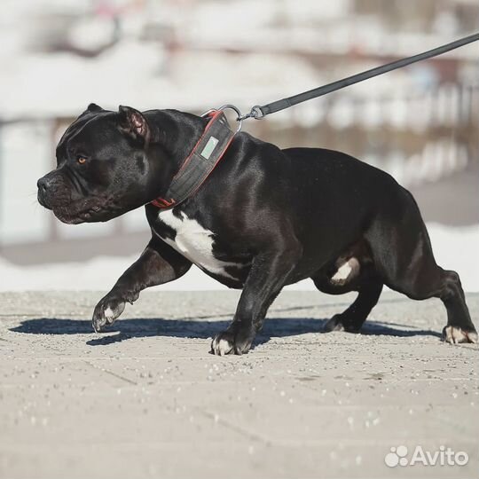 Американский булли для вязки