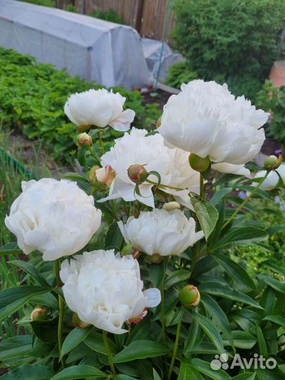 Пионы сортовые саженцы