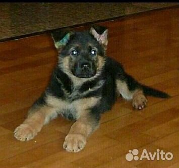 Щенки от мамы овчарки в дар