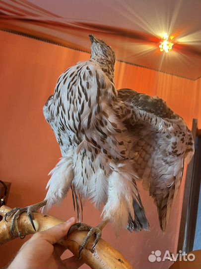 Чучело птицы