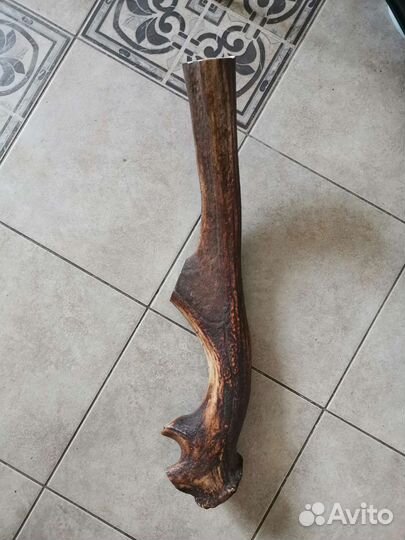 Рога оленя для собак