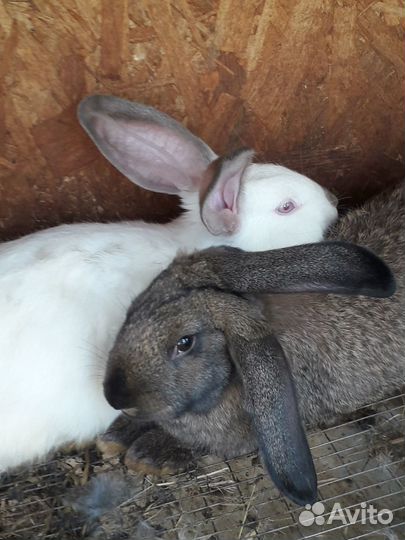 Продаю кроликов