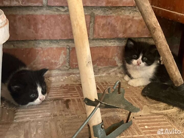 Котята в добрые руки