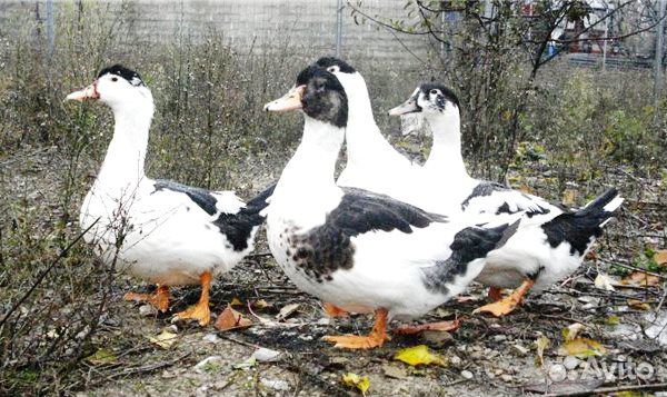 Утята муларды