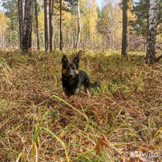 Мини овчарка