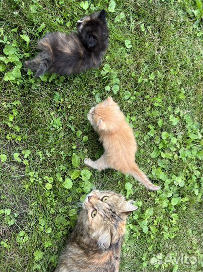 Пшистые котята