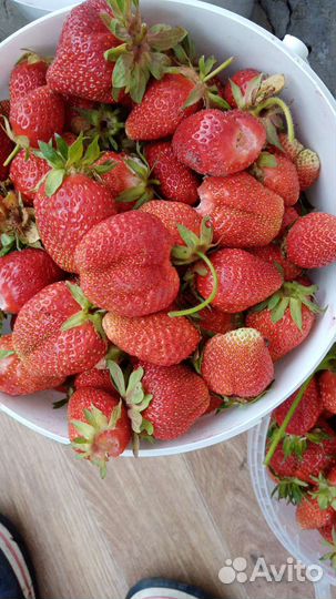 Рассада клубники