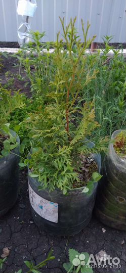 Туя смарагд саженцы