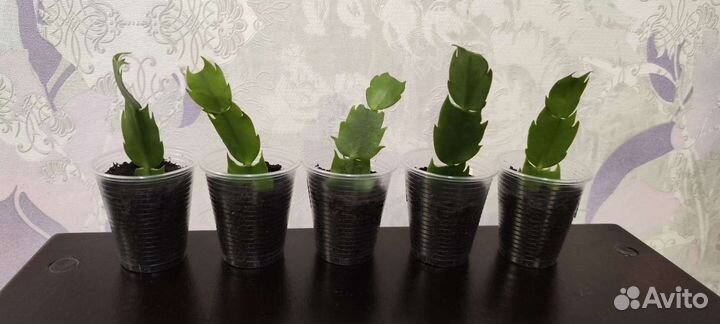 Укоренëнный Декабрист Шлюмбергера