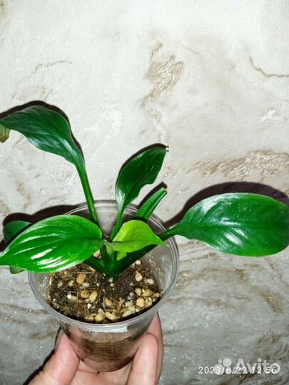 Спатифиллум