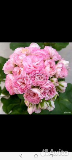 Kv.Anna-Jeanette и др.сортовые пеларгонии