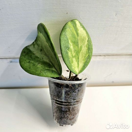 Хойя черенки укорененные