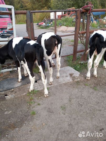 Телята бычки