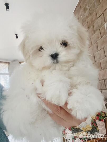 Щенок миник