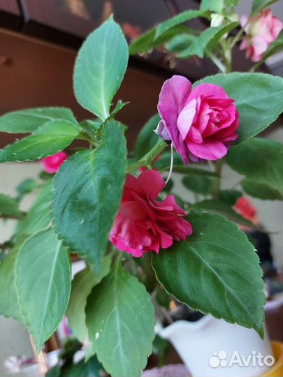 Бальзамин махровая