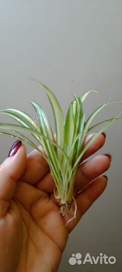 Хлорофитум