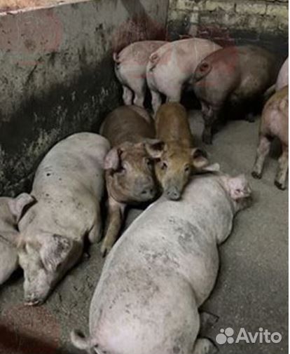 Домашняя свинина.Забой и доставка завтра