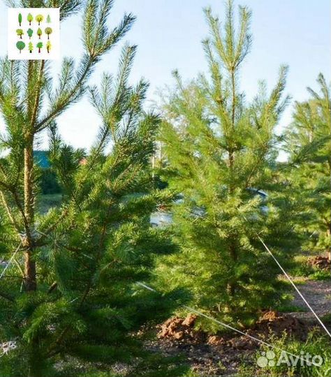 Крупномер сосны