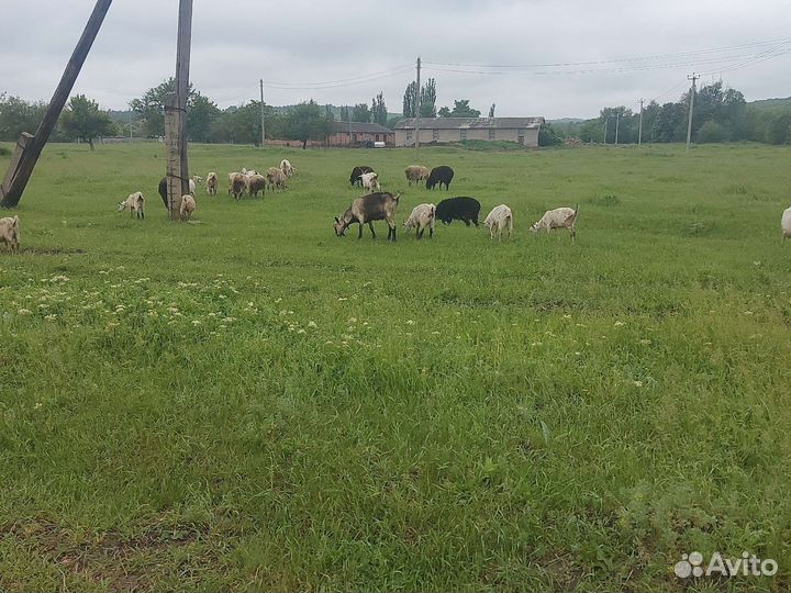 Овцы бараны ягнята