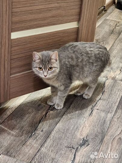 Шотландская