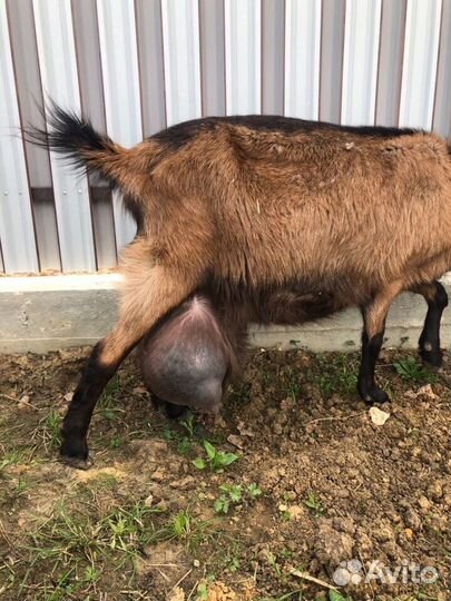 Чешский козленок