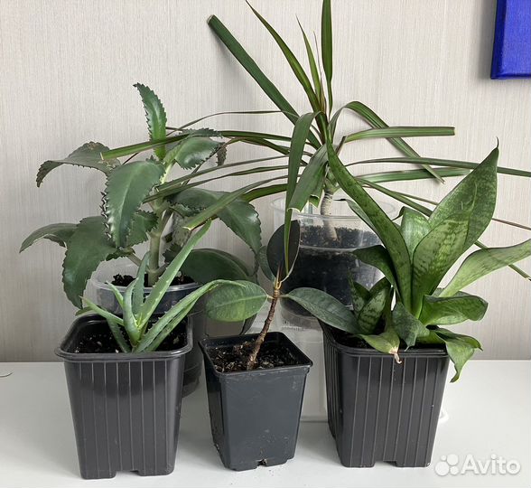 Комнатные растения